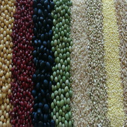 China seen likely to launch antidumping probe into US dried distiller grains