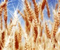 India: Planting of wheat lower by 7% even as rabi sowing nears end