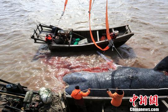 50吨抹香鲸搁浅如东滩涂 3根30吨吊带将其打捞上岸