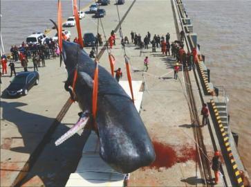 在江苏南通如东县洋口港经济开发区阳光岛码头，工作人员正在打捞第二头搁浅死亡抹香鲸。