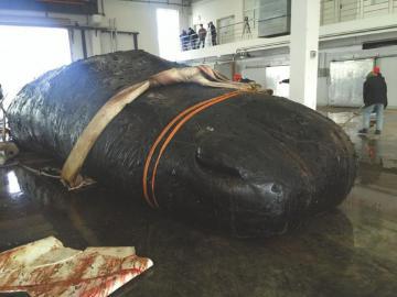 抹香鲸被运到大连生命奥秘博物馆，将被制作成塑化标本。