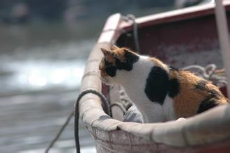 游荷兰阿姆斯特丹免费看“猫船”