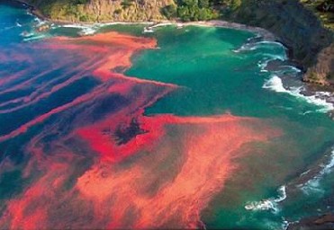 预测：灾害性海浪和赤潮灾害比去年偏多