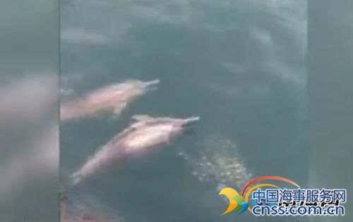罕见!洋浦海域现上百海豚 成群结队追逐渔船