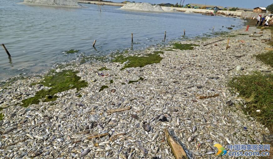 越南称台企排污入海致越现大量死鱼 回应：合法