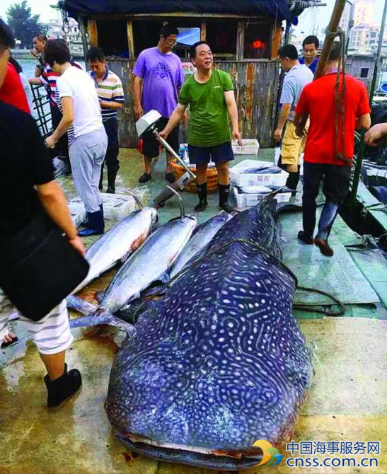 惠东港口码头惊现近千斤重鲸鲨 为世界最大的鱼类