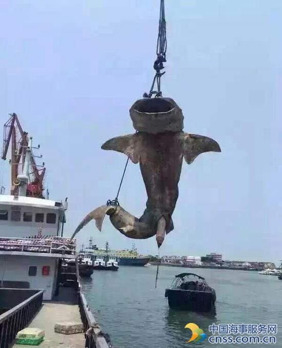 鲸鲨广西北海遭捕杀 官方调查发现可疑船主