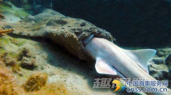 大堡礁首次拍到鲨鱼相食场面