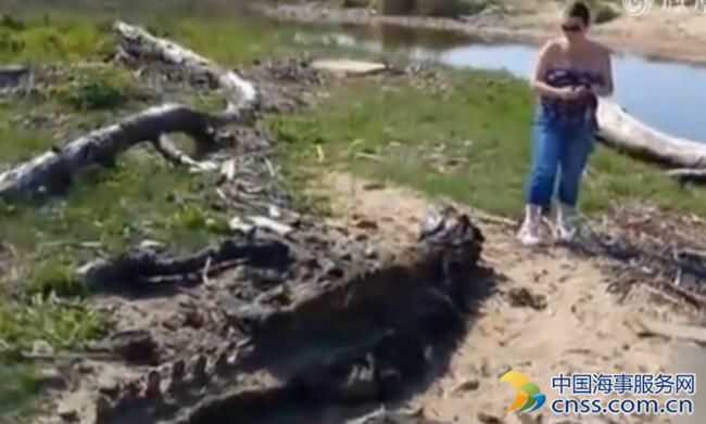 英国海岸现3.3米巨型海兽尸骸 引发网上大猜想