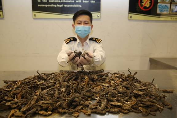 杭州海关旅检渠道截获一批海马干