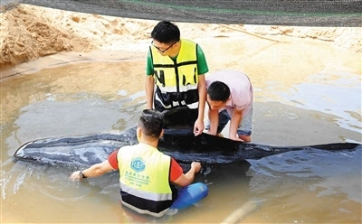 16日晚，一头鲸鱼搁浅陵水黎族自治县香水湾海滩