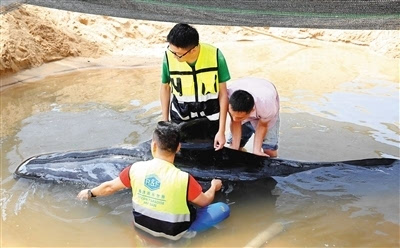 海南陵水：众人救助搁浅鲸【视频】