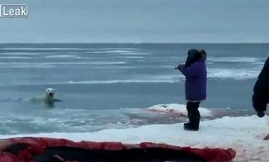 北极熊上岸食鲸鱼尸体 遭猎人残忍射杀【视频】