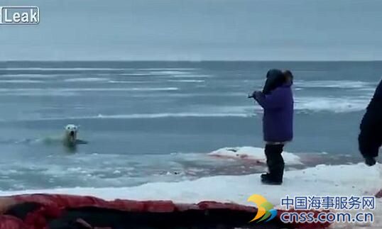 北极熊上岸食鲸鱼尸体 遭猎人残忍射杀