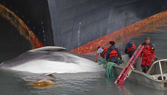 阿拉斯加港口一邮轮船头惊现幼年鳍鲸尸体