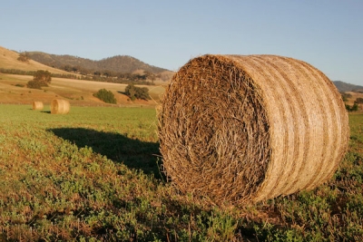 Dry bulk FFA market: Charterers make hay even when the sun don’t shine