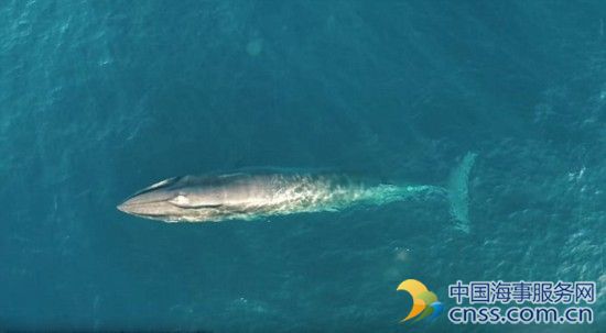 大学生用无人机无意拍到濒危鲸鱼猎食画面【视频】