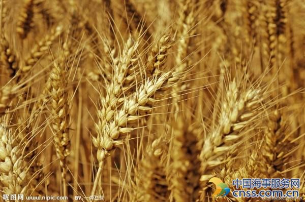 全球小麦市场一周要闻