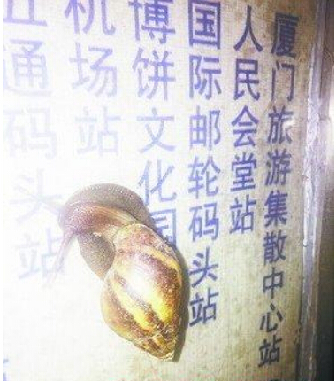 全球最大蜗牛现身厦门轮渡码头