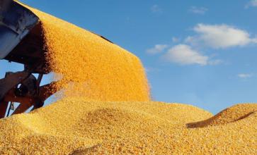 干旱及霜降致巴西玉米产量预测数据下调