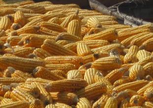 美国农业部：玉米库存下调幅度超出预期