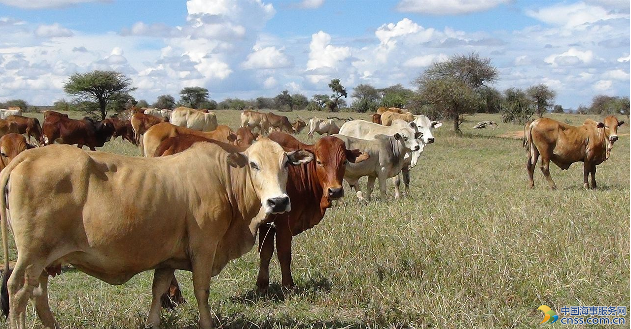 澳大利亚对华牛肉出口急剧缩水