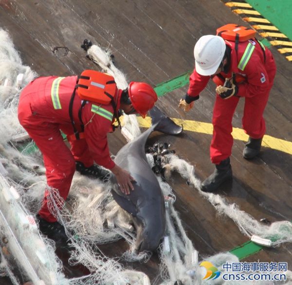 中国海油“海洋石油161”作业区水手救助海豚 