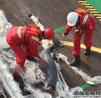 中国海油“海洋石油161”水手救助海豚