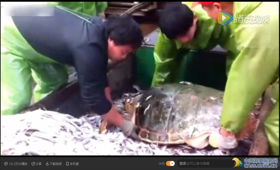 渔民捕到千年海龟 船长做法让人意外【视频】