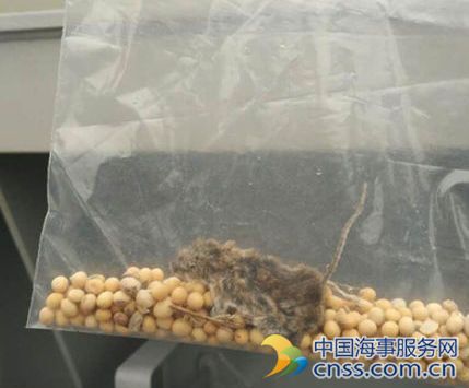 镇江口岸在美国进口大豆中截获“偷渡鼠”