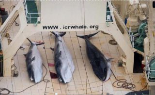 Sea Shepherd Intercepts Japanese Whaling Fleet