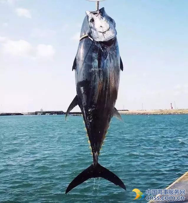 跟大熊猫一样珍贵的蓝鳍金枪鱼怎么舍得吃掉？