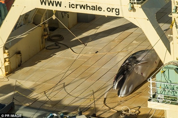 日本船员在南极偷猎鲸鱼被拍：国际法庭明令禁止