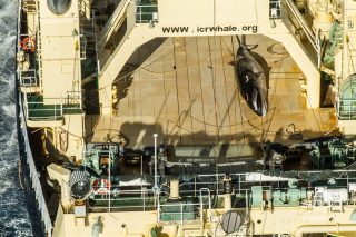 Japanese Whaling Fleet Located in Australian Sanctuary