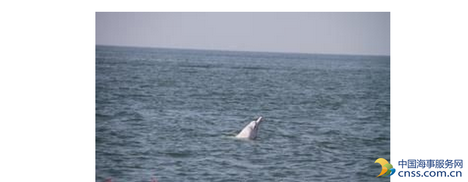 白海豚来“拜年” 跟船游20多分钟