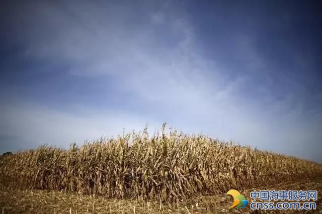 美国玉米出口料创九年新高 然南美竞争对手恐成拦路虎