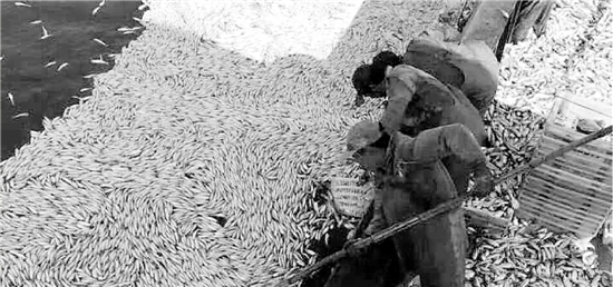 浙江海域现近万公斤小黄鱼 或因海洋环境变化