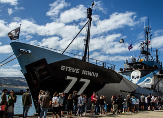 Sea Shepherd: Japanese Whale Poachers Expand Killing Fields