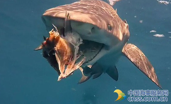 美自由潜水员水下镜头捕捉喂食鲨鱼画面