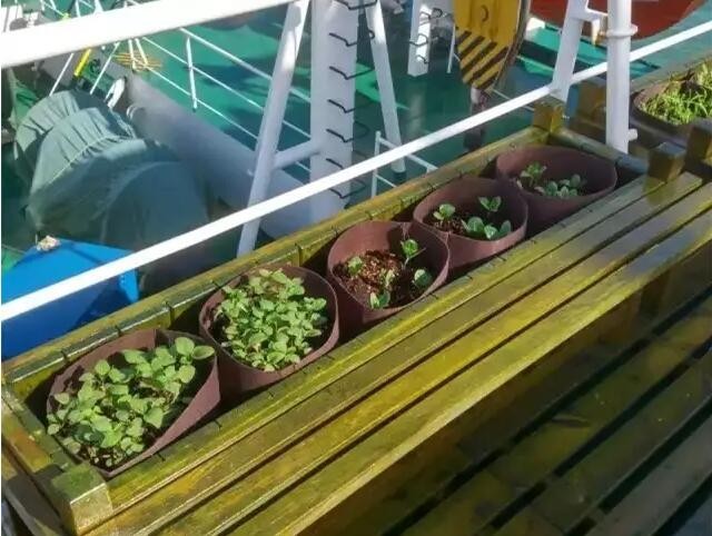 船上种蔬菜！植物工厂让船员吃上新鲜蔬菜