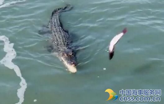 两男子捕鱼偶然引发巨鳄和鲨鱼水中抢食决斗