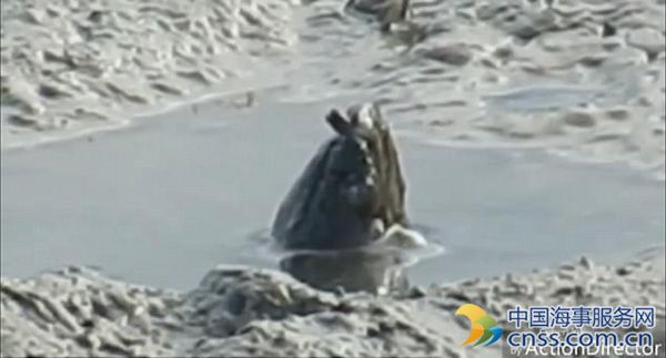 水怪出没？澳河面惊现神秘生物引猜测