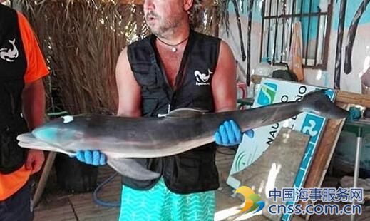 西班牙一被困小海豚因游客只顾拍照而死亡