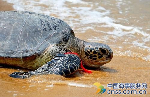 海南积极救助濒危海龟：愿离去30年海洋生物重返故乡