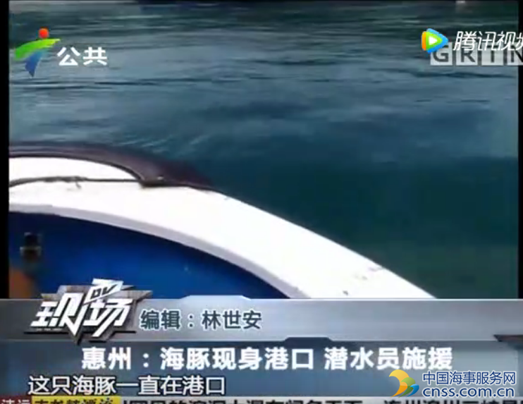 惠州：海豚现身港口 潜水员施援 