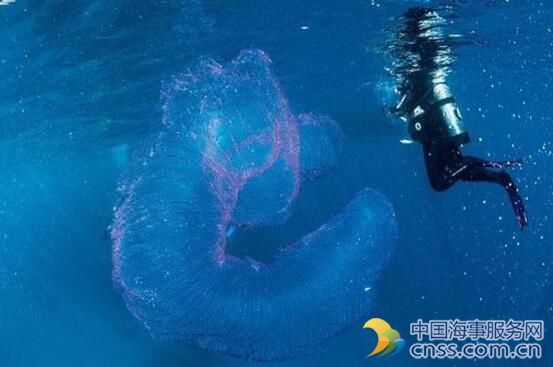 澳洲海底现神奇海洋生物“火体虫” 通体透明