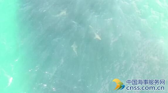 成群沙洲鲨惊现夏威夷海滩疯狂围捕鱼群