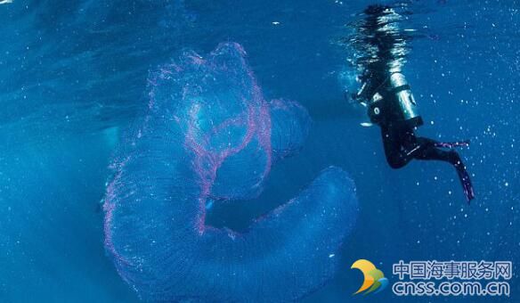澳潜水员海中发现“海洋独角兽”
