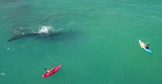 澳两女子划皮艇偶遇鲸鱼 不惧危险淡定靠近