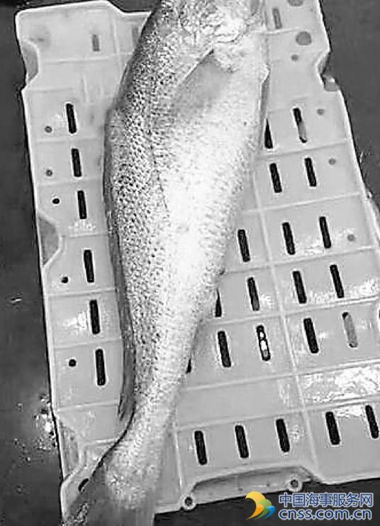 渔民捕获一条大黄鱼卖出轿车价
